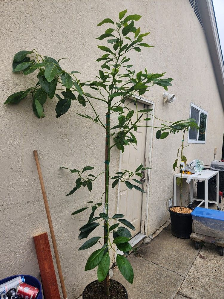 Big Hass Avocado Tree