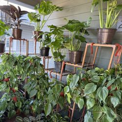 Huge Selection Of Houseplants 
