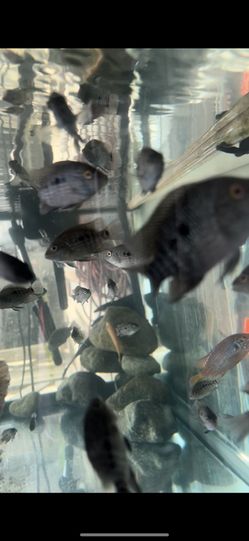 Texas Cichlid Plants