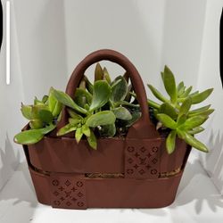 Succulents & Planter LV