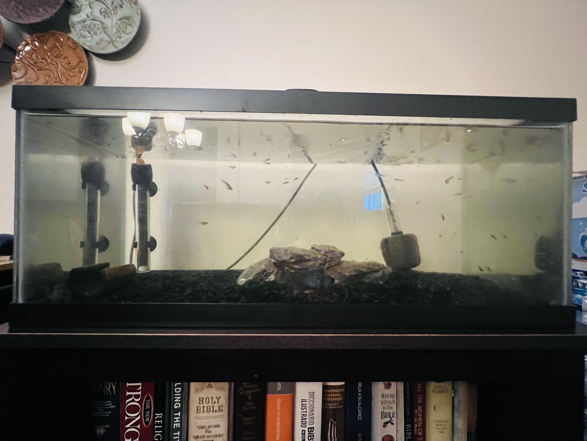 20 Gallon Long Tank Aquarium