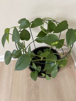Money Plant/ Golden Pothos/Air Purifying Plant With Pot/ring support