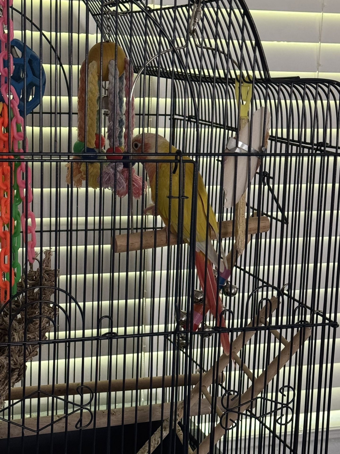 Cage Bird