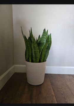 Live snake plant
