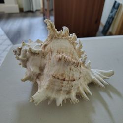 Beautiful Ramose Murex Sea Shell