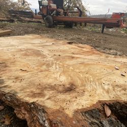 Massive Beautifully Figured Silver Maple Live Edge Slab