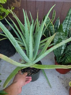 Aloe Vera Plant savila sabila