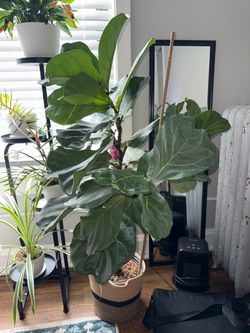 Fiddle Leaf Fig Houseplant