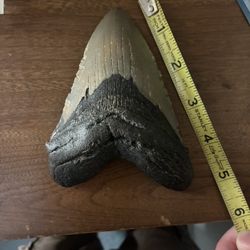 Megalodon Tooth