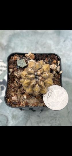 Copiapoa