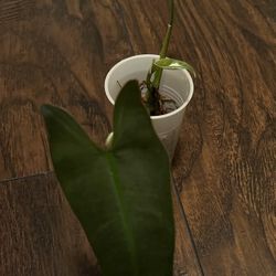 Philodendron  Billietiea Plant