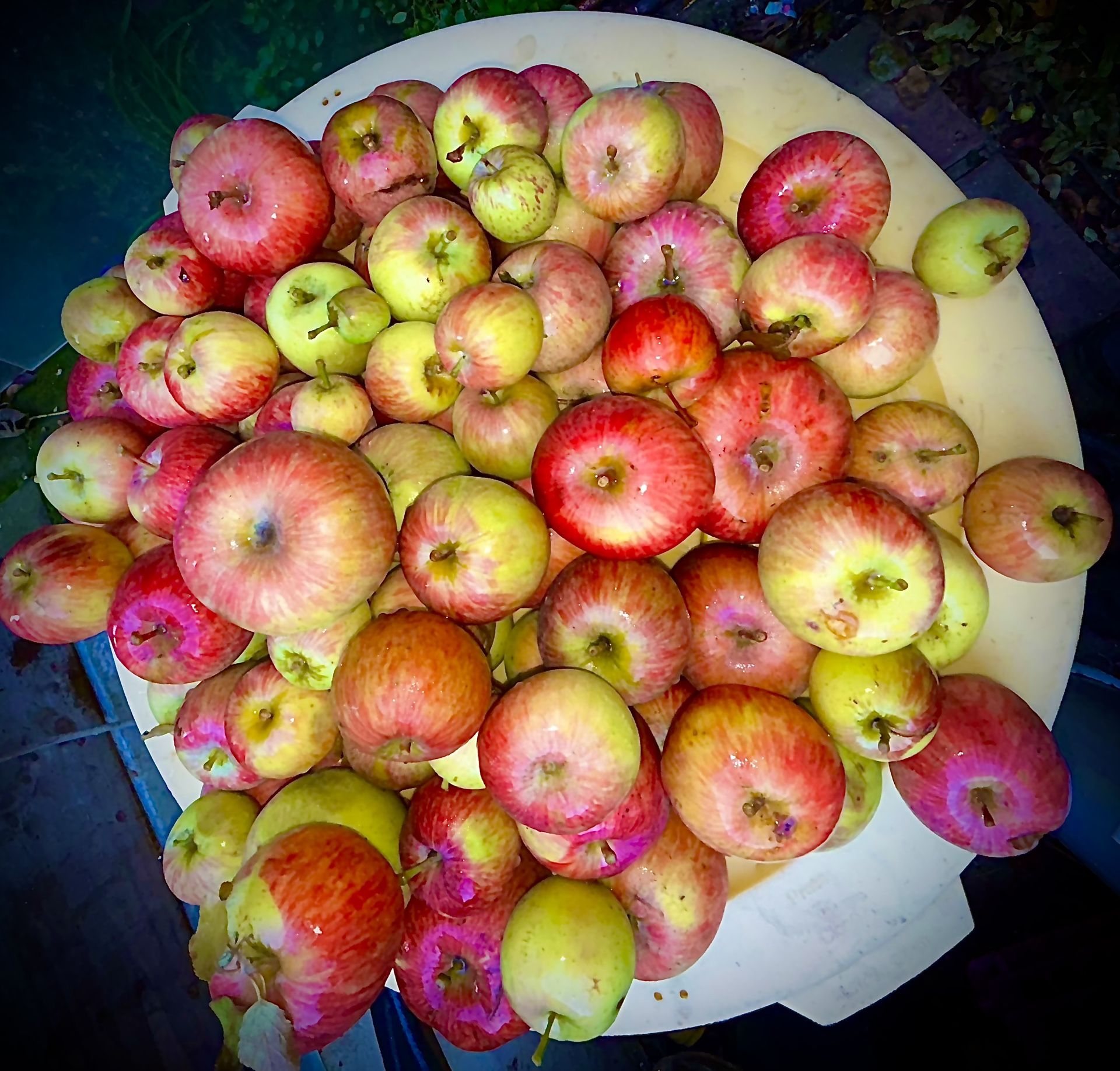 FREE APPLES!!! Farm Feed HORSES, DONKEYS, HOGS, PIGS, SWINE, DEER, GOAT, CHICKEN & RABBITS Treats / Feed - Not For Human Consumption!