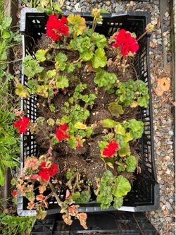 Red geranium  bare root geranium starts