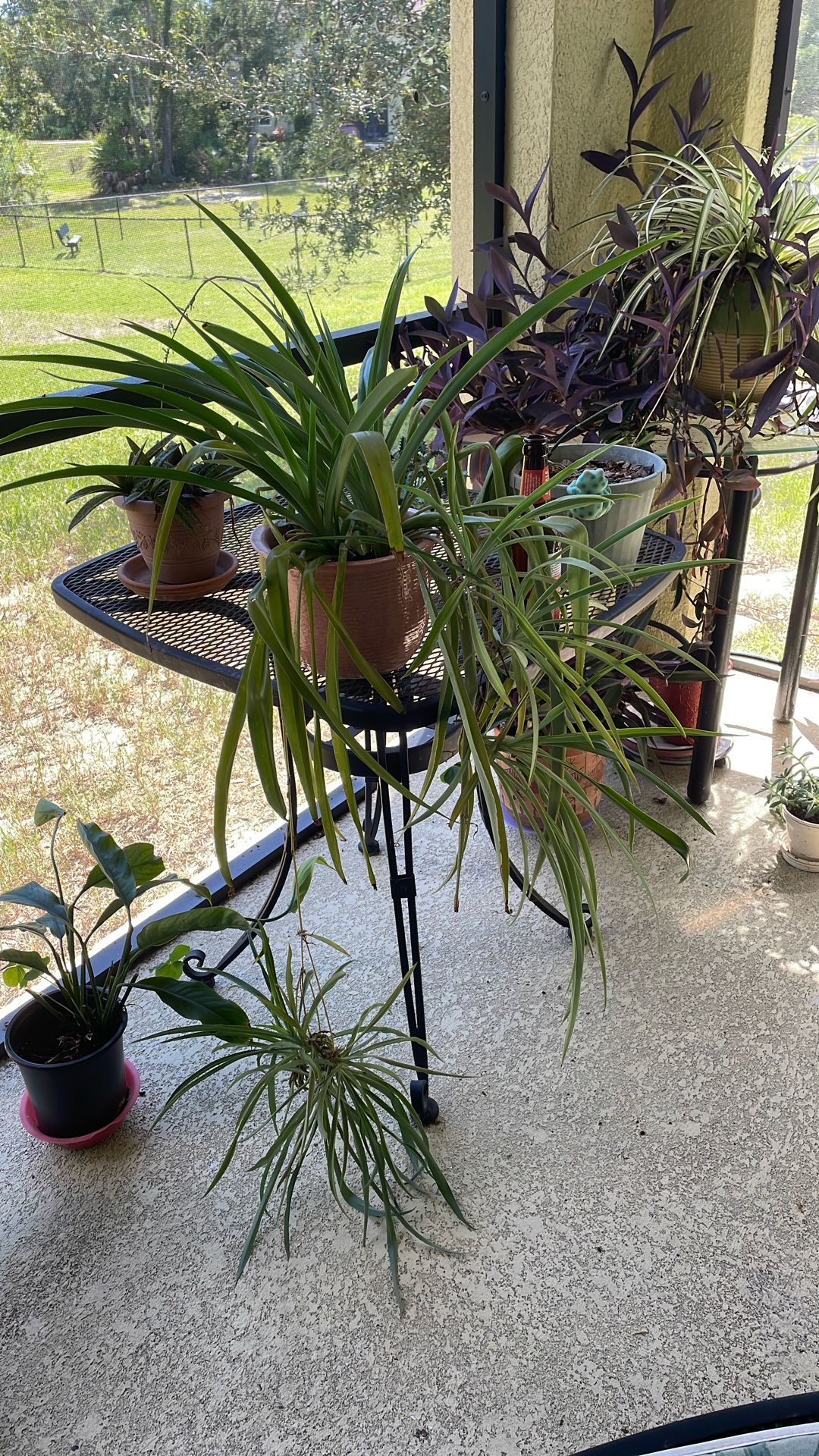 Healthy spider Plant - REDUCED
