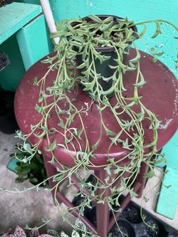 String of dolphins