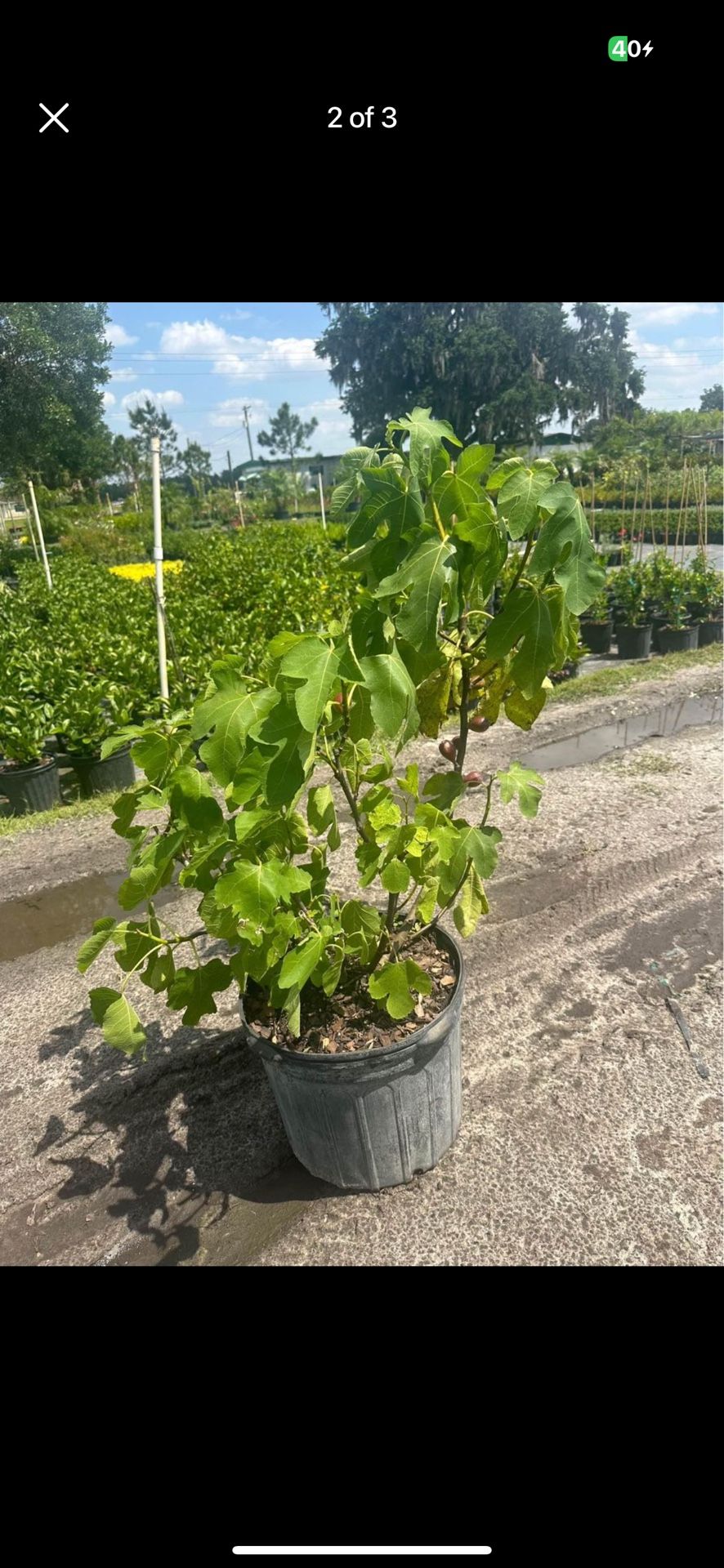 Fig Plant 