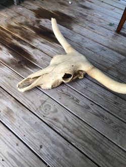 Real Longhorn Steer Skull with Horns