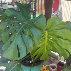 Monstera Plant For Sale Pot Optional