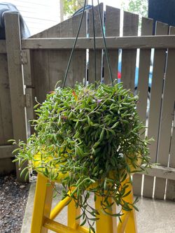 Beautiful senecio