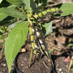 Puerto Rico Gandul Enano Gandules Lazaro Dwarf Pigeon Peas Live Tree 