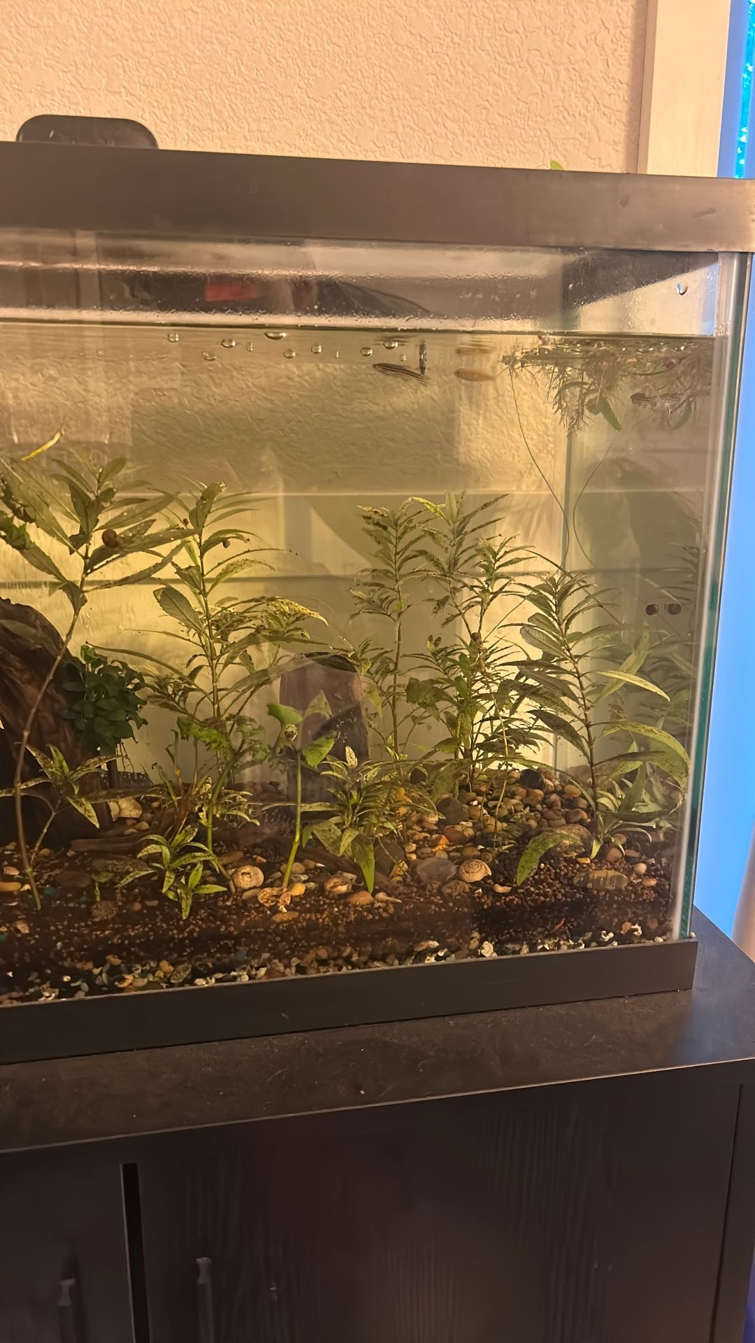 Planted Aquarium 20 Gallon Tank