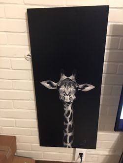 Black & white Giraffe Portrait