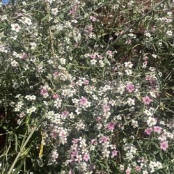 Flower Bush
