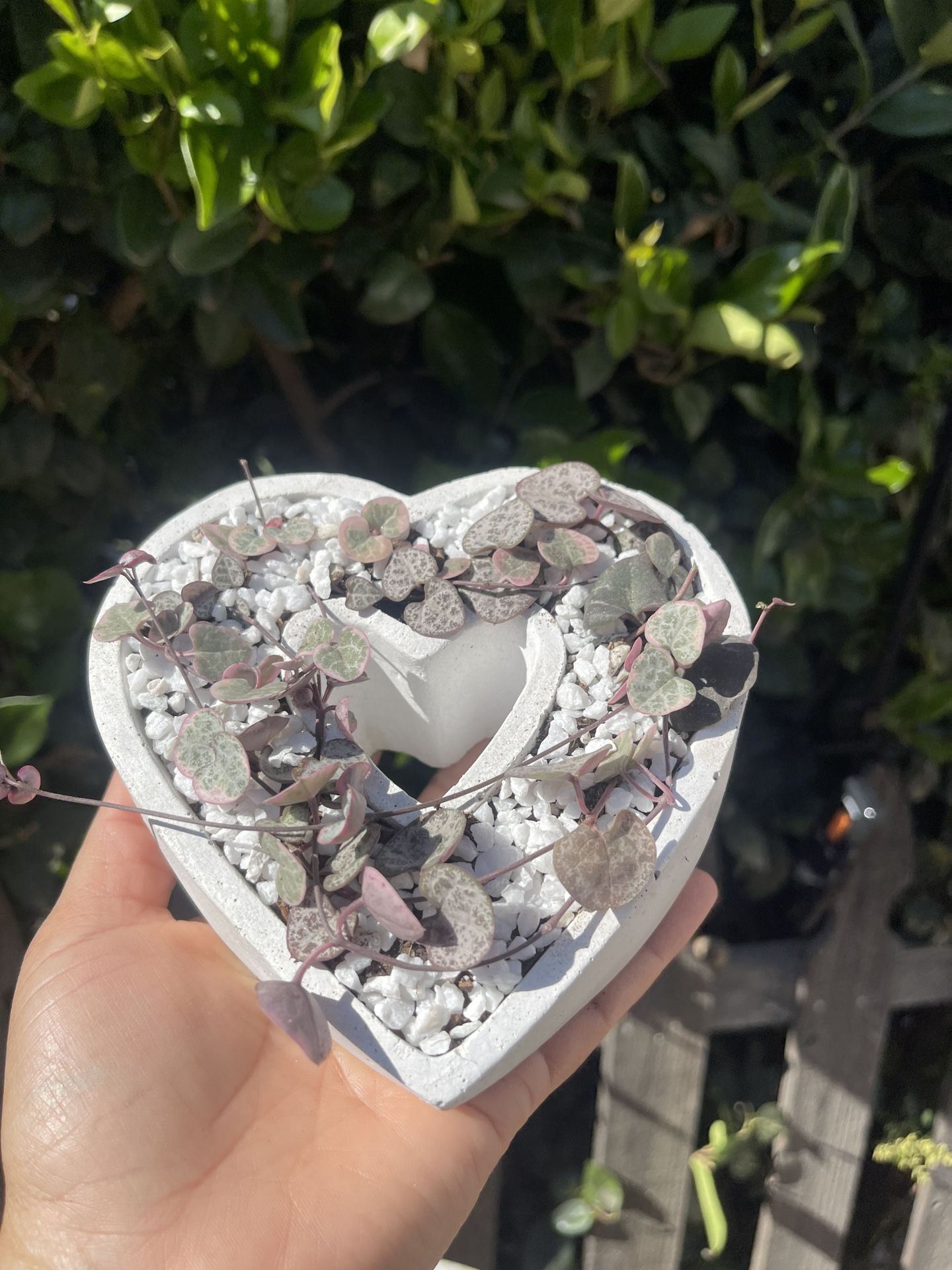 Variegated String Of Hearts Succulent 