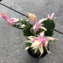 RARE YELLOW  THANKSGIVING  Cactus 