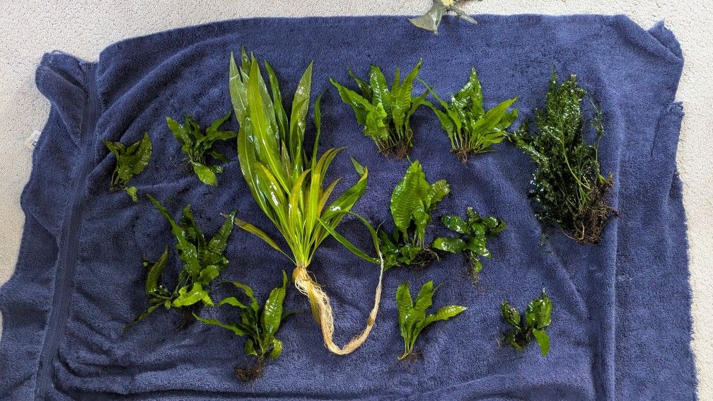 Live Aquarium Plants