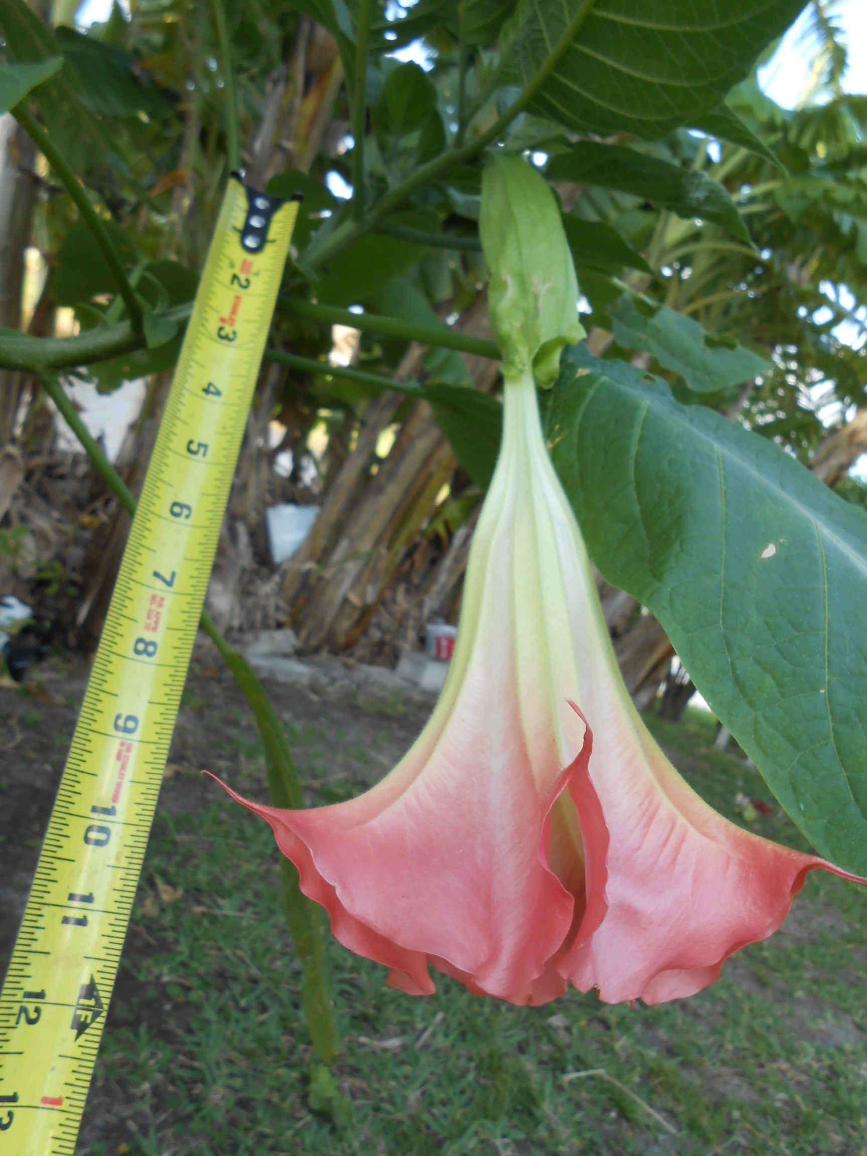 Large Angel Trumpet Flowers in pots