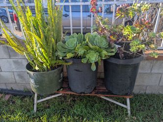 Large succulents