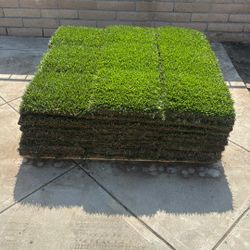 Marathon II Sod 240 Square Feet