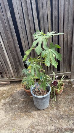 Purple Angel Fig 4ft tall Producing Fruit!!