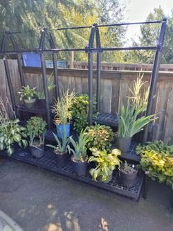 Plants for sale, and 2 big commercial plant stands.