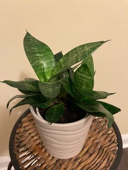 Healthy Houseplants