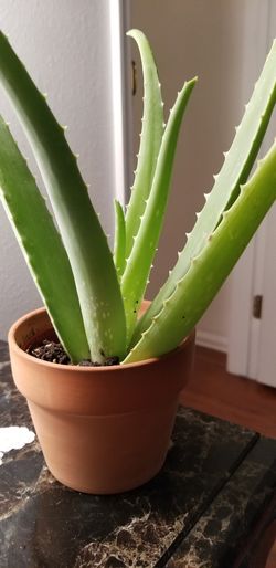 Aloe vera