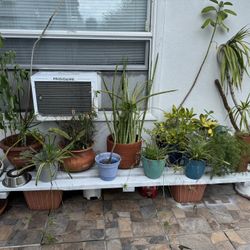 ALL PLANTS AND POTS WITH WOOD SHELF