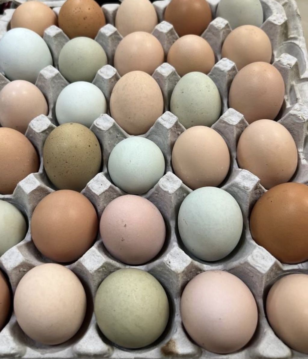 Pasture Free Range Raised Farm Fresh Eggs