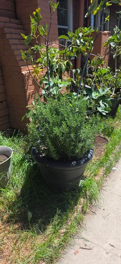 Rosemary BBQ and Figs