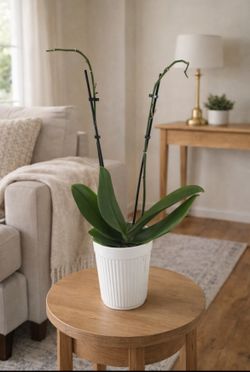 Phalaenopsis Orchid Plant – Healthy