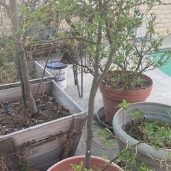 Tangerine Tree