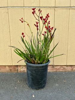 ❤️ Red Kangaroo Paw – 5 Gallon