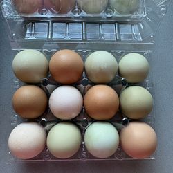 Fresh Chicken Eggs, Assorted colors