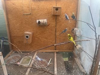 Large Outdoor Budgerigar Aviary with Nesting Boxes