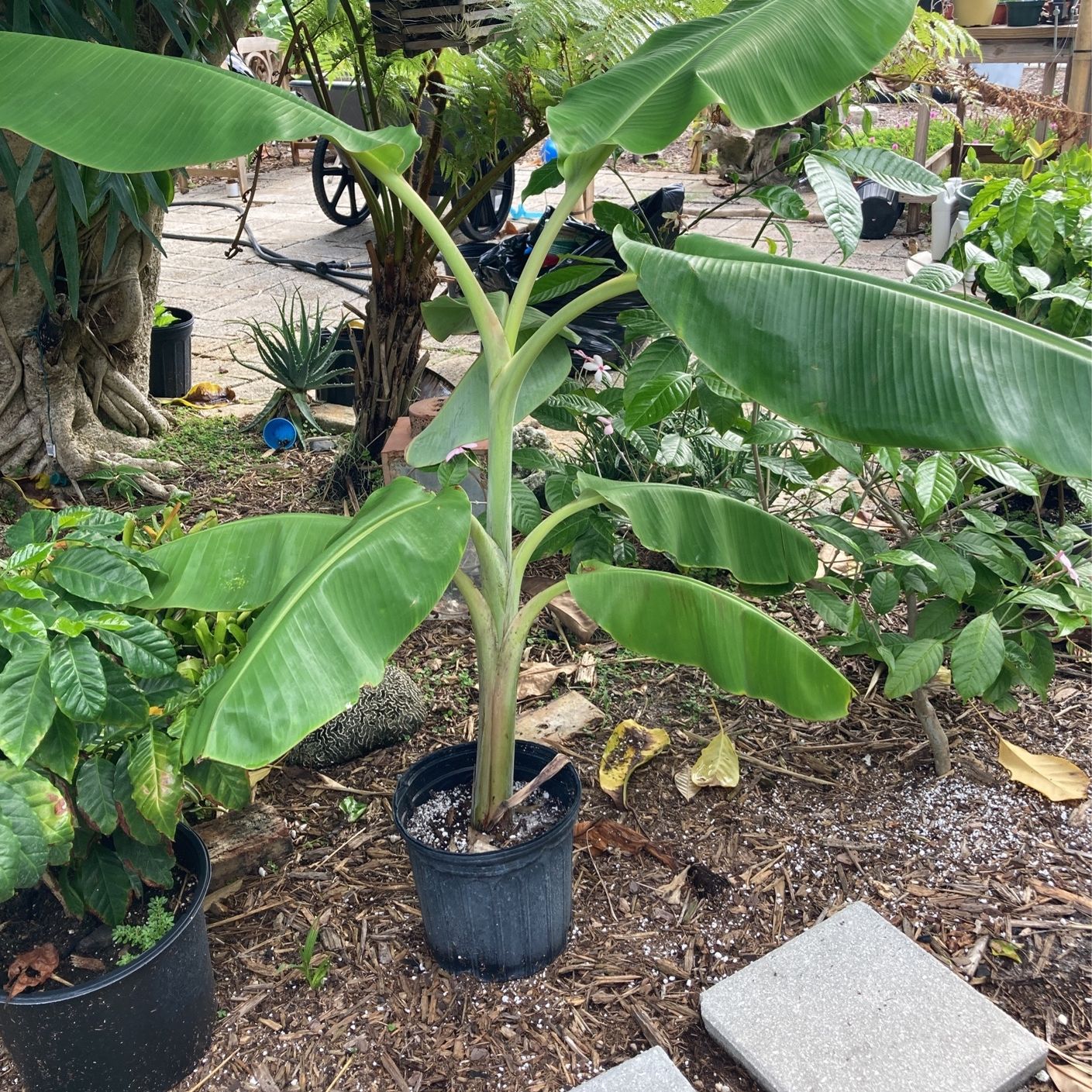 Ice Cream Java Banana Tree for Sale in West Palm Beach, FL - OfferUp