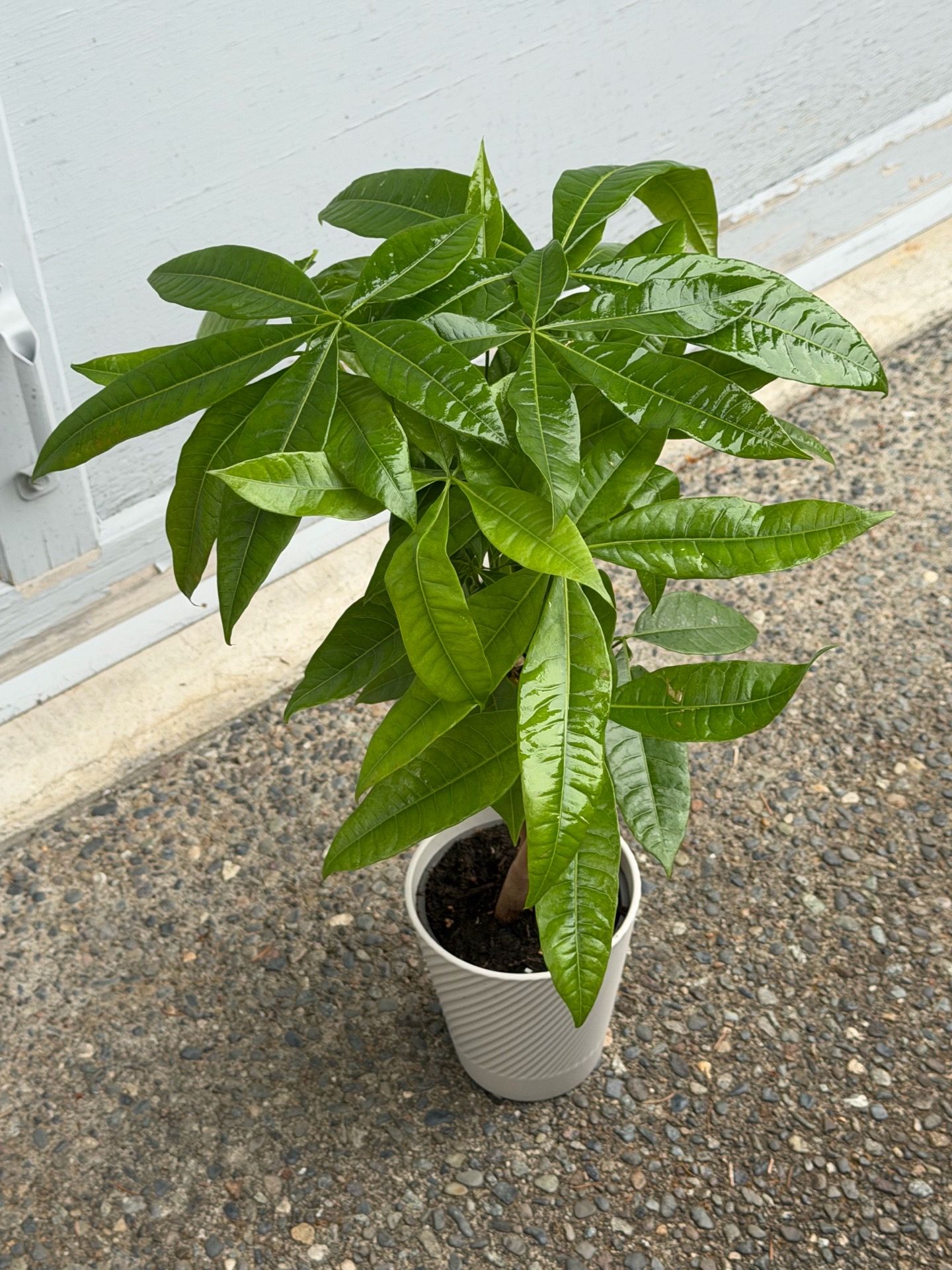 Money tree plant