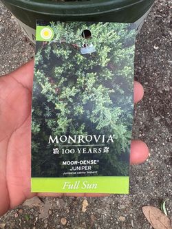 Moor Dense Juniper shrub
