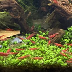 Fire Red Aquarium Shrimp Plant