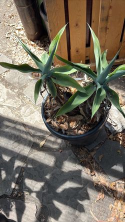 Free plant free